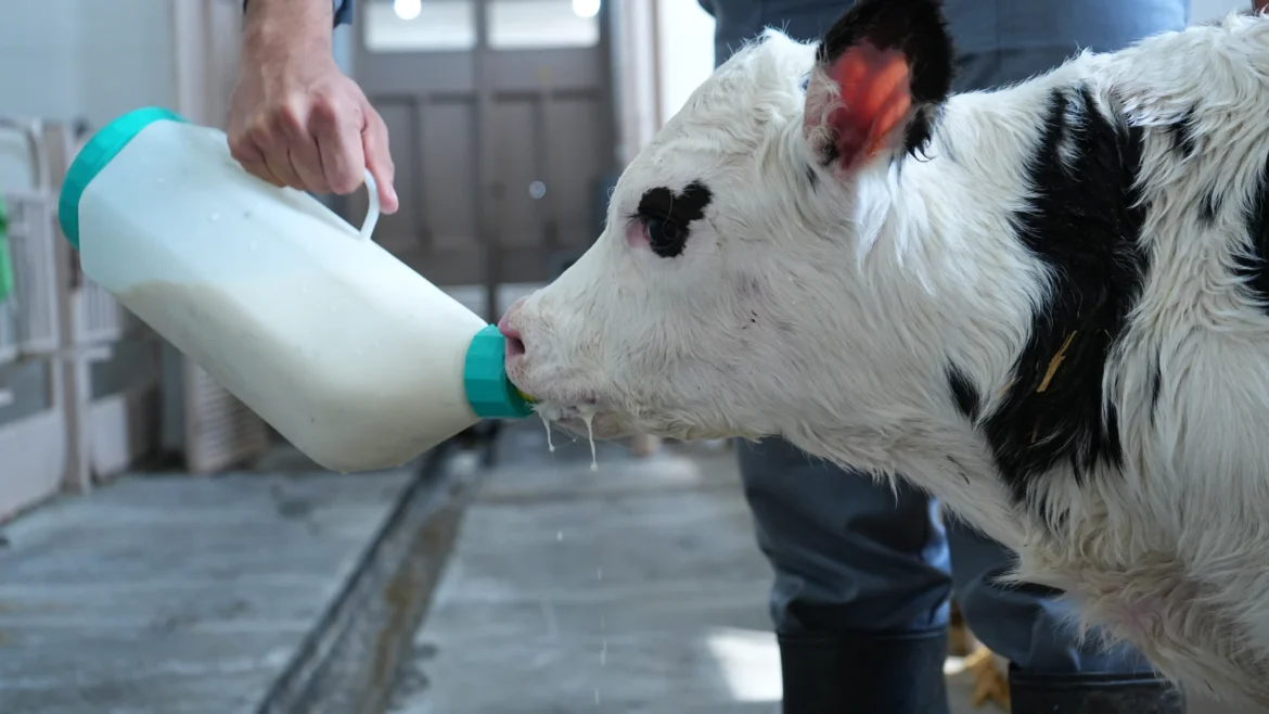  اثر حرارت دادن آغوز بر ویسکوزیته