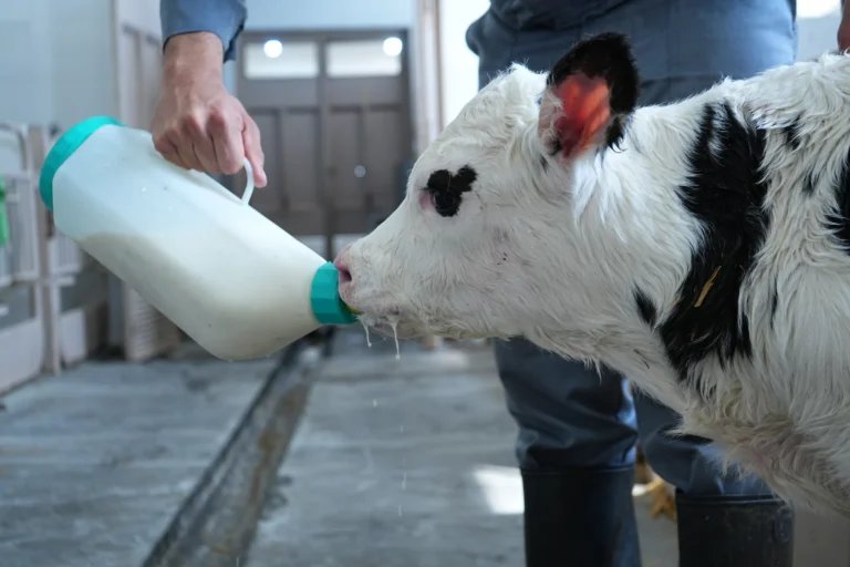  اثر حرارت دادن آغوز بر ویسکوزیته