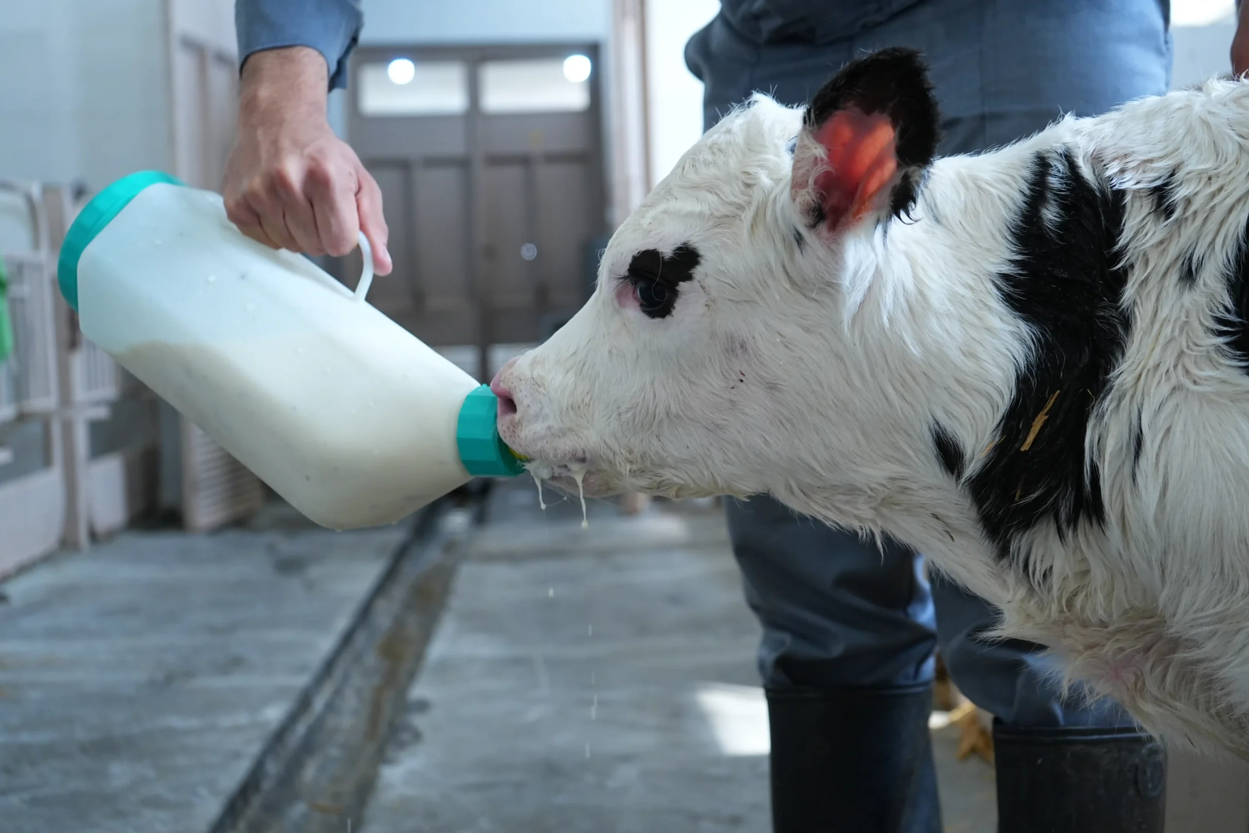  اثر حرارت دادن آغوز بر ویسکوزیته