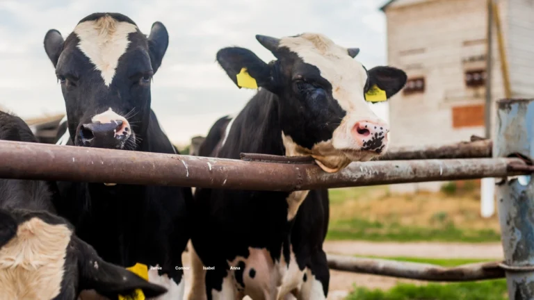 از چه سنی می توان دو گوساله را در یک باکس مشترک پرورش داد