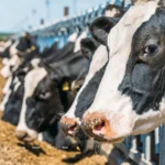 استرس گرمایی در گاوهای شیری