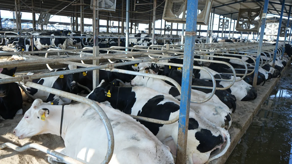 بررسی و مقایسه اثر استفاده از پالمتیک