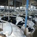 بررسی و مقایسه اثر استفاده از پالمتیک