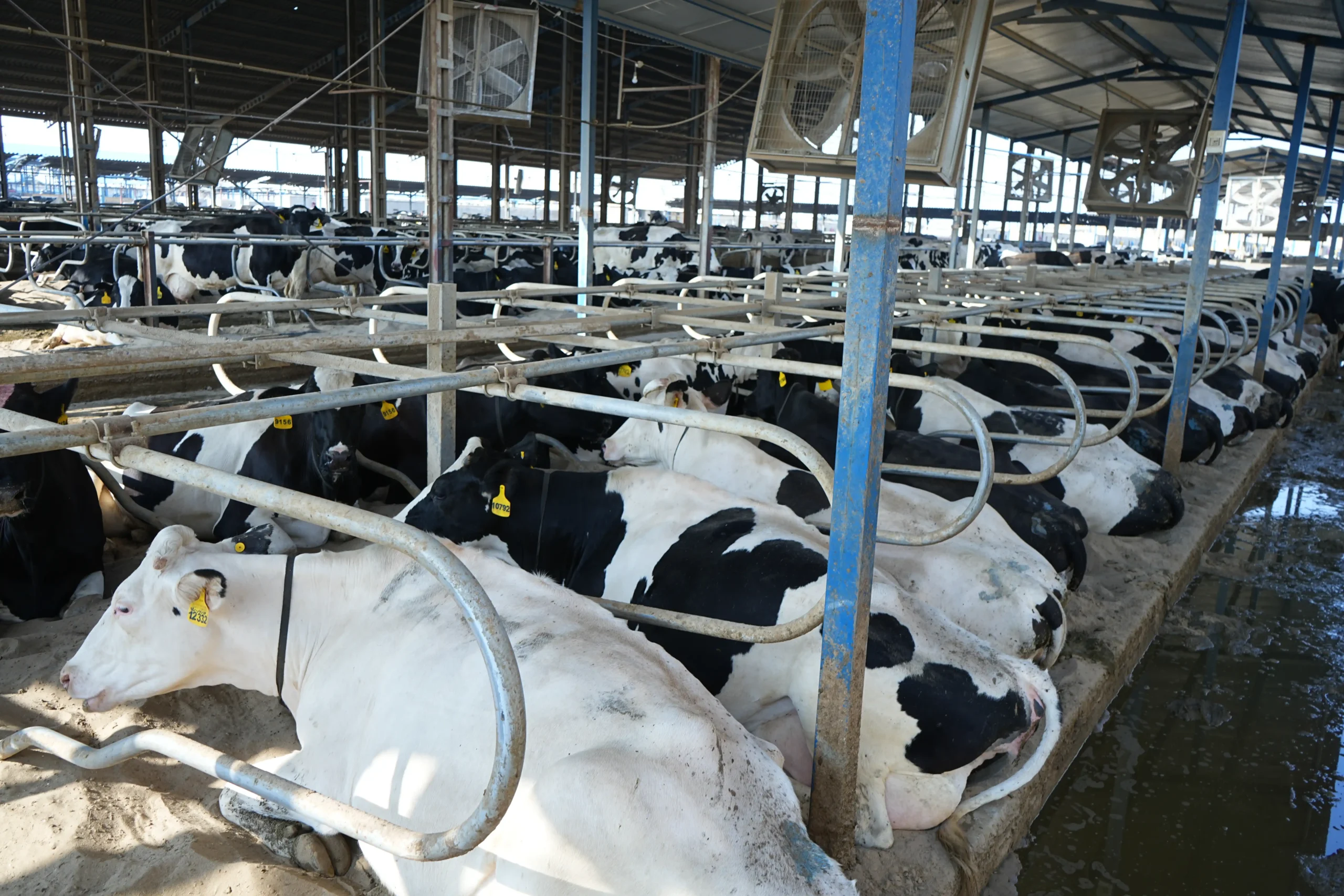 بررسی و مقایسه اثر استفاده از پالمتیک